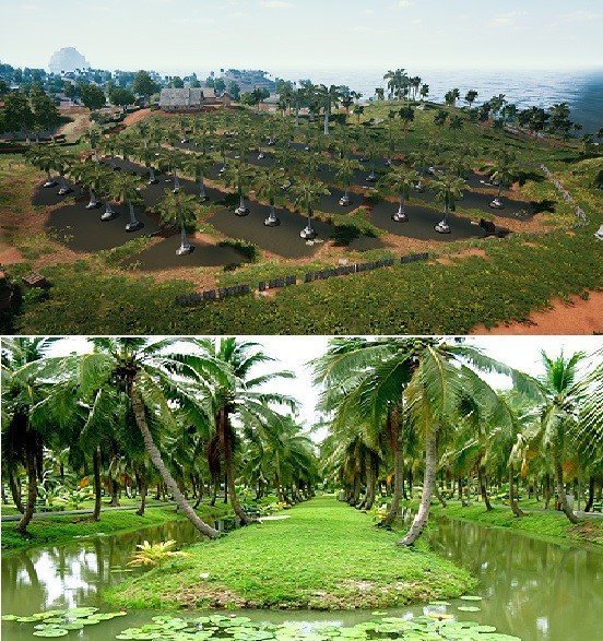 Mongnai Sanhok, Coconut/Palm Ditch farming, Thailand, Asia. Mongnai Sanhok, Coconut/Palm Ditch farming, Thailand, Asia