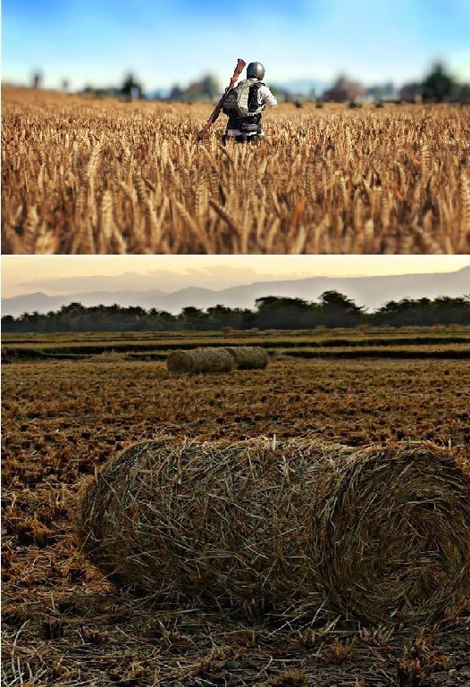 Paddy hay, Yasnaya Polyana, Erangel , Golden Grass Valley, Slovakia province in Russia